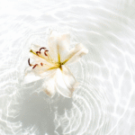 The Power of Jasmine: A Gentle Touch for Anxiety and Inner Calm